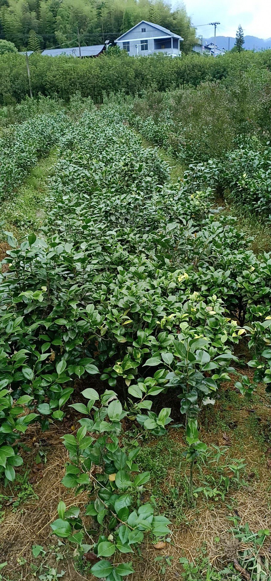 成品茶花树，树形好品种多。粗地径二以上